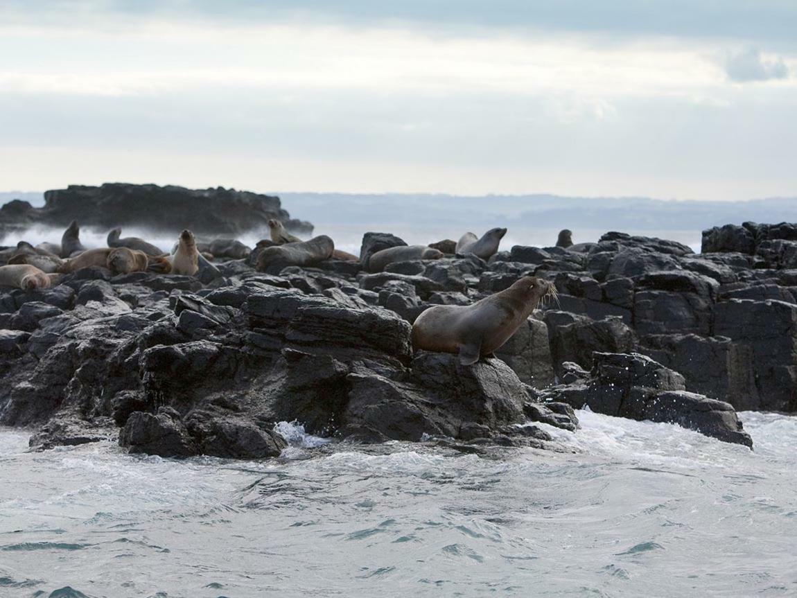 فيلا The Grampian Phillip Island كاوز المظهر الخارجي الصورة