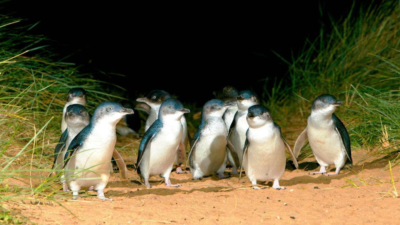 فيلا The Grampian Phillip Island كاوز المظهر الخارجي الصورة